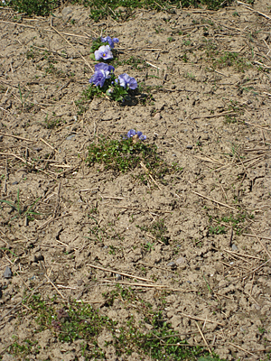 pansy mulched